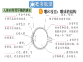 初中生物新人教版八年級上冊第四單元單元小結(jié)教學課件（2025秋）