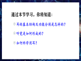 人教版生物八年級上冊 6.1.2 耳和聽覺 教學(xué)課件