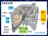 人教版生物八年級上冊 6.1.2 耳和聽覺 教學(xué)課件