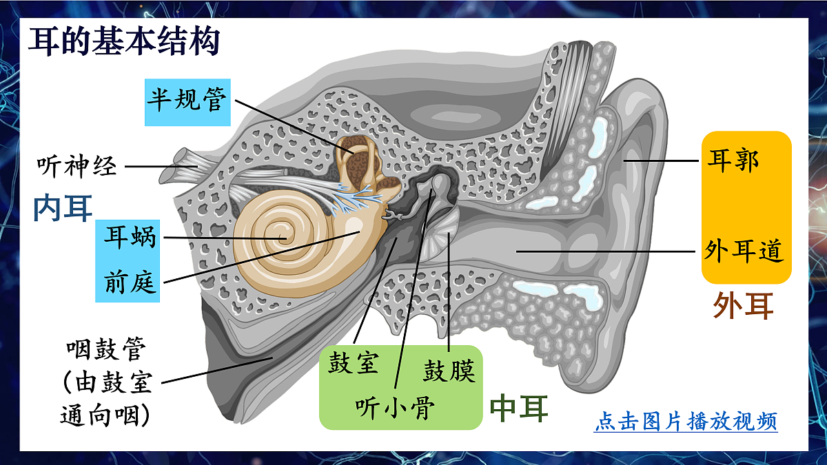 17250561第5页