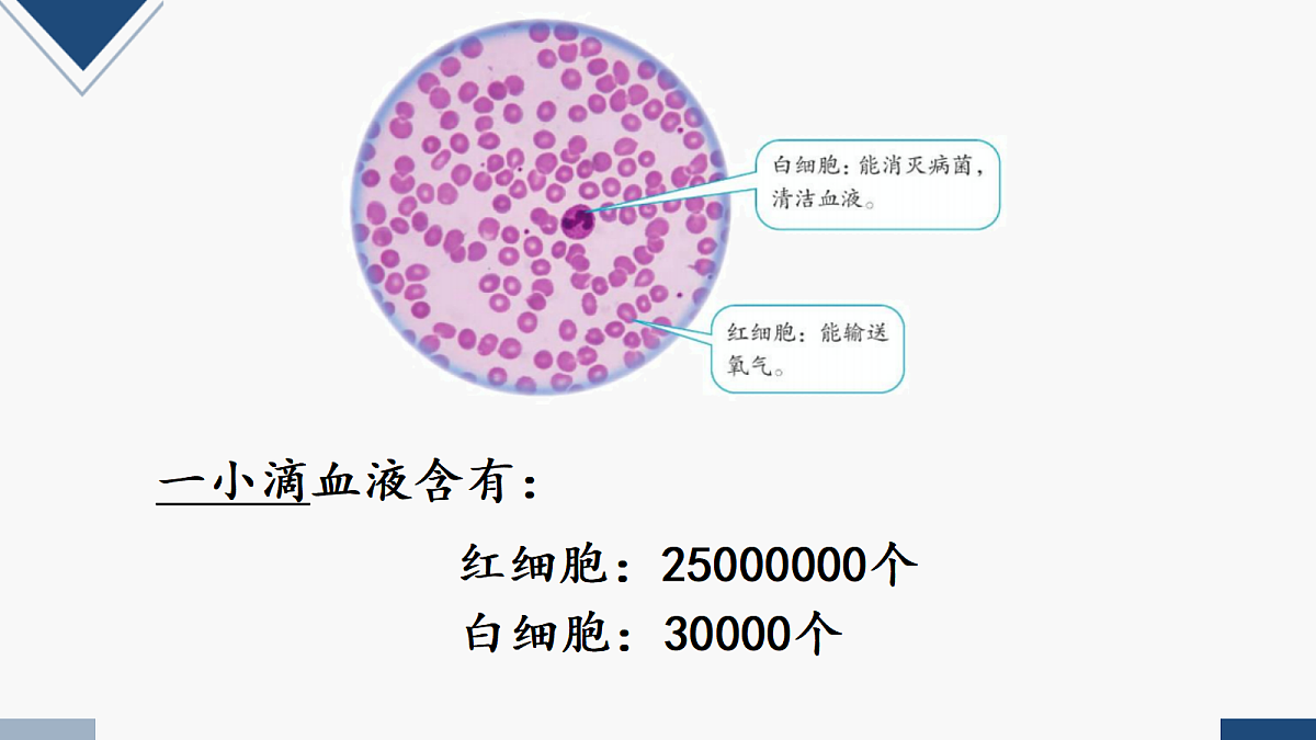 17251905第5页