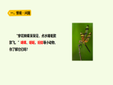青島版（六三制）小學(xué)科學(xué)三年級(jí)上冊(cè) 1 昆蟲(chóng)（課件）