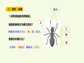 青島版（六三制）小學(xué)科學(xué)三年級(jí)上冊(cè) 1 昆蟲(chóng)（課件）