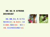 青島版（六三制）小學(xué)科學(xué)三年級(jí)上冊(cè) 1 昆蟲(chóng)（課件）
