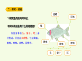 青島版（六三制）小學(xué)科學(xué)三年級(jí)上冊(cè) 2 魚（課件）
