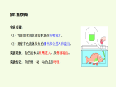 青島版（六三制）小學(xué)科學(xué)三年級(jí)上冊(cè) 2 魚（課件）