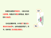 青島版（六三制）小學(xué)科學(xué)三年級(jí)上冊(cè) 2 魚（課件）