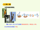 青島版（六三制）小學(xué)科學(xué)三年級(jí)上冊(cè) 3 鳥(niǎo)（課件）