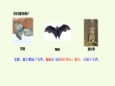 青島版（六三制）小學(xué)科學(xué)三年級(jí)上冊(cè) 3 鳥(niǎo)（課件）