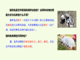 青島版（六三制）小學(xué)科學(xué)三年級(jí)上冊(cè) 4 哺乳動(dòng)物（課件）