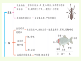 青島版（六三制）小學(xué)科學(xué)三年級(jí)上冊(cè) 第一單元復(fù)習(xí)（課件）