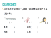 小學(xué)數(shù)學(xué)新人教版二年級上冊身體上的尺子第1課時　身體上的長度作業(yè)課件（含答案）（2025秋新版）