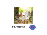 3.1《孵化小雞》（課件）2025-2026學(xué)年大象版三年級(jí)科學(xué)上冊(cè)