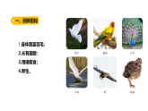 3.3《哺乳動(dòng)物》（課件）2025-2026學(xué)年大象版三年級(jí)科學(xué)上冊(cè)