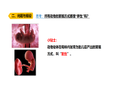 3.3《哺乳動(dòng)物》（課件）2025-2026學(xué)年大象版三年級(jí)科學(xué)上冊(cè)