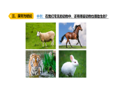 3.3《哺乳動(dòng)物》（課件）2025-2026學(xué)年大象版三年級(jí)科學(xué)上冊(cè)