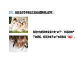 3.3《哺乳動(dòng)物》（課件）2025-2026學(xué)年大象版三年級(jí)科學(xué)上冊(cè)