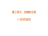 3.4《昆蟲和魚類》（課件）2025-2026學(xué)年大象版三年級(jí)科學(xué)上冊(cè)