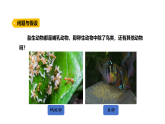 3.4《昆蟲和魚類》（課件）2025-2026學(xué)年大象版三年級(jí)科學(xué)上冊(cè)