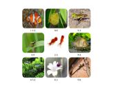 3.4《昆蟲和魚類》（課件）2025-2026學(xué)年大象版三年級(jí)科學(xué)上冊(cè)