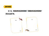 3.4《昆蟲和魚類》（課件）2025-2026學(xué)年大象版三年級(jí)科學(xué)上冊(cè)