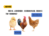 3.2《雞與鳥類》（課件）2025-2026學(xué)年大象版三年級(jí)科學(xué)上冊(cè)
