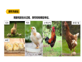 3.2《雞與鳥類》（課件）2025-2026學(xué)年大象版三年級(jí)科學(xué)上冊(cè)