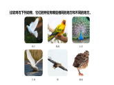 3.2《雞與鳥類》（課件）2025-2026學(xué)年大象版三年級(jí)科學(xué)上冊(cè)