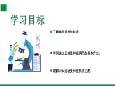 【核心素养目标】苏教版初中生物八年级上册5.16.1《神经系统的调节》课件