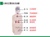【核心素养目标】苏教版初中生物八年级上册5.16.3《内分泌系统的调节》课件