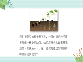 【核心素养目标】鲁科版初中生物七年级上册5.1.2《植株的生长》课件