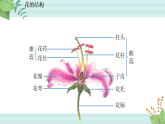【核心素养目标】鲁科版初中生物七年级上册5.1.3《开花结果》课件