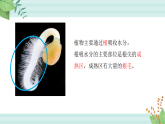 【核心素养目标】鲁科版初中生物七年级上册5.2.1《水的利用与散失》课件