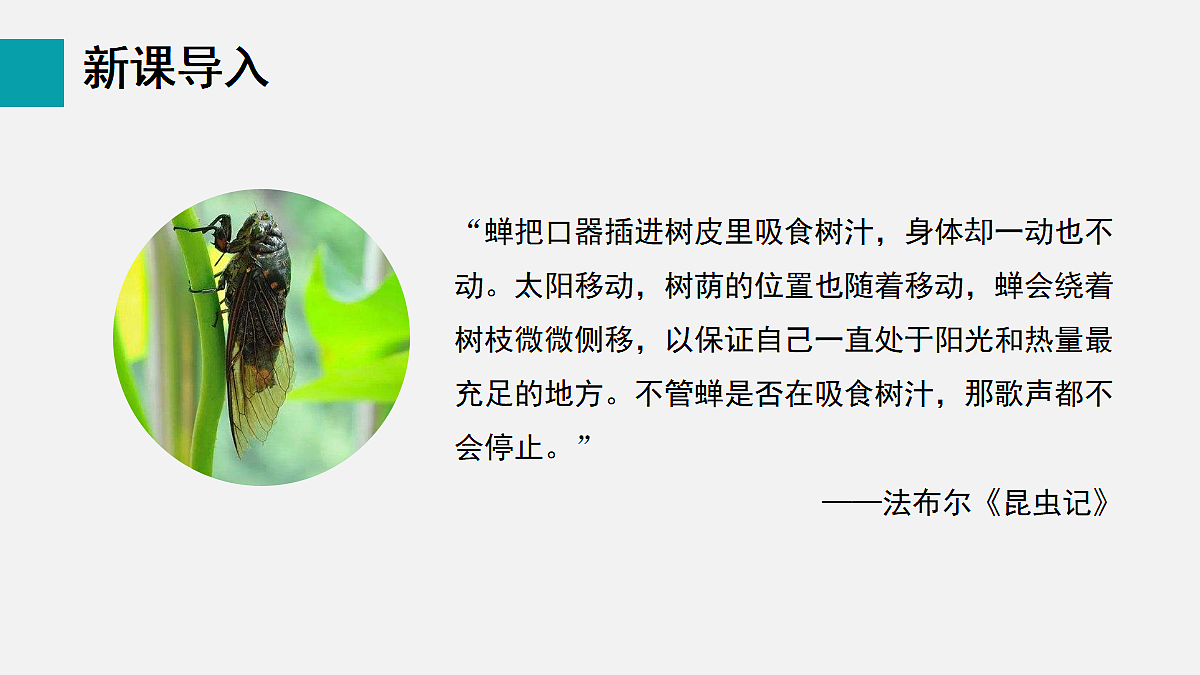 17255386第5页