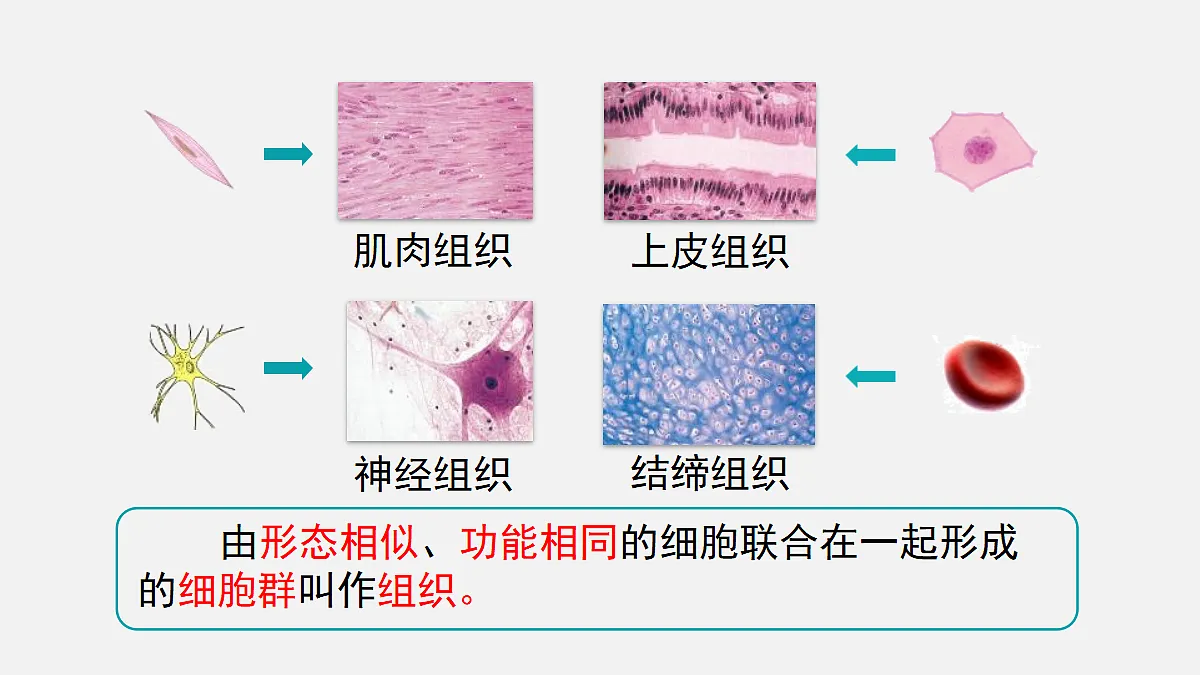 17255392第5页