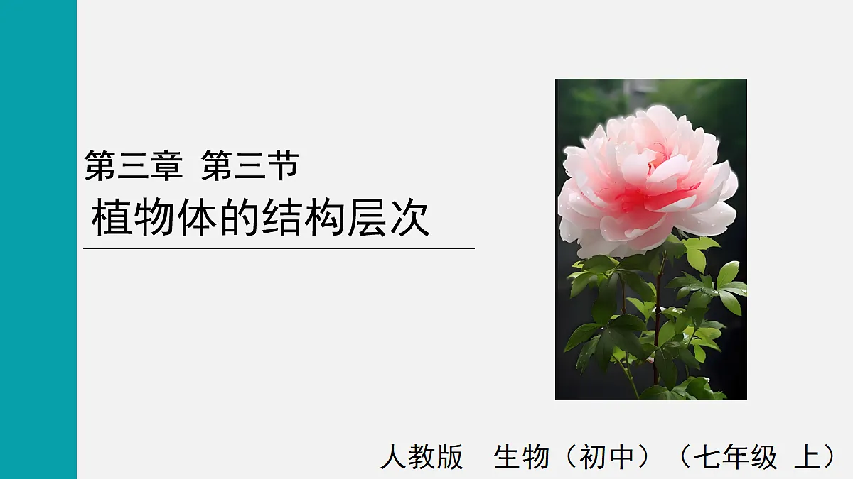 17255393第1页