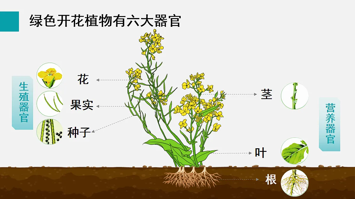 17255393第4页