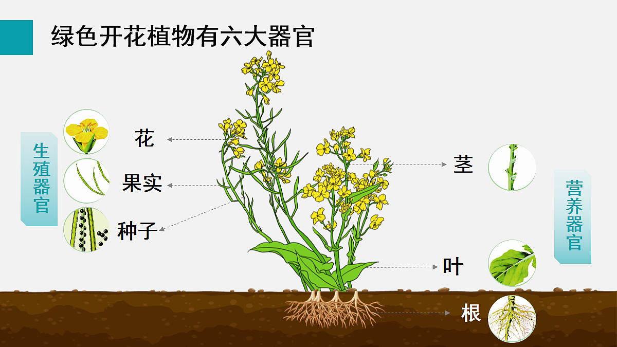 17255393第4页