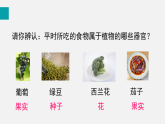 1.3.3植物体的结构层次(课件)2025-2026学年人教版七年级生物上册