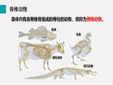 2.2.1無(wú)脊椎動(dòng)物(課件)2025-2026學(xué)年人教版七年級(jí)生物上冊(cè)