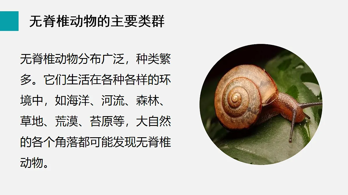 17255396第7页