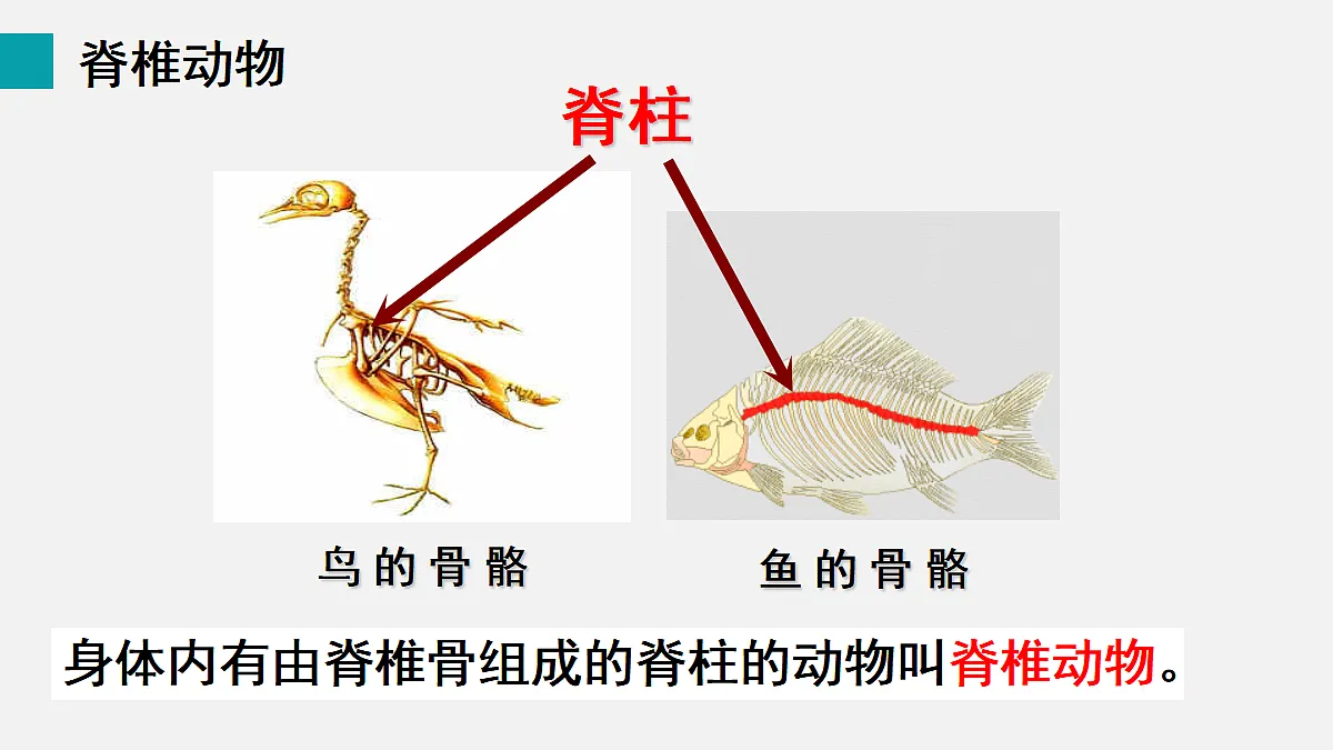 17255397第4页