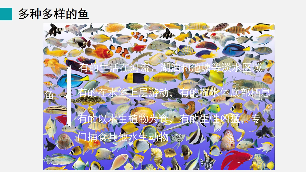 17255397第7页