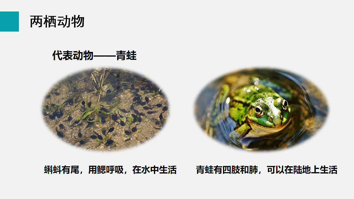 17255398第4页