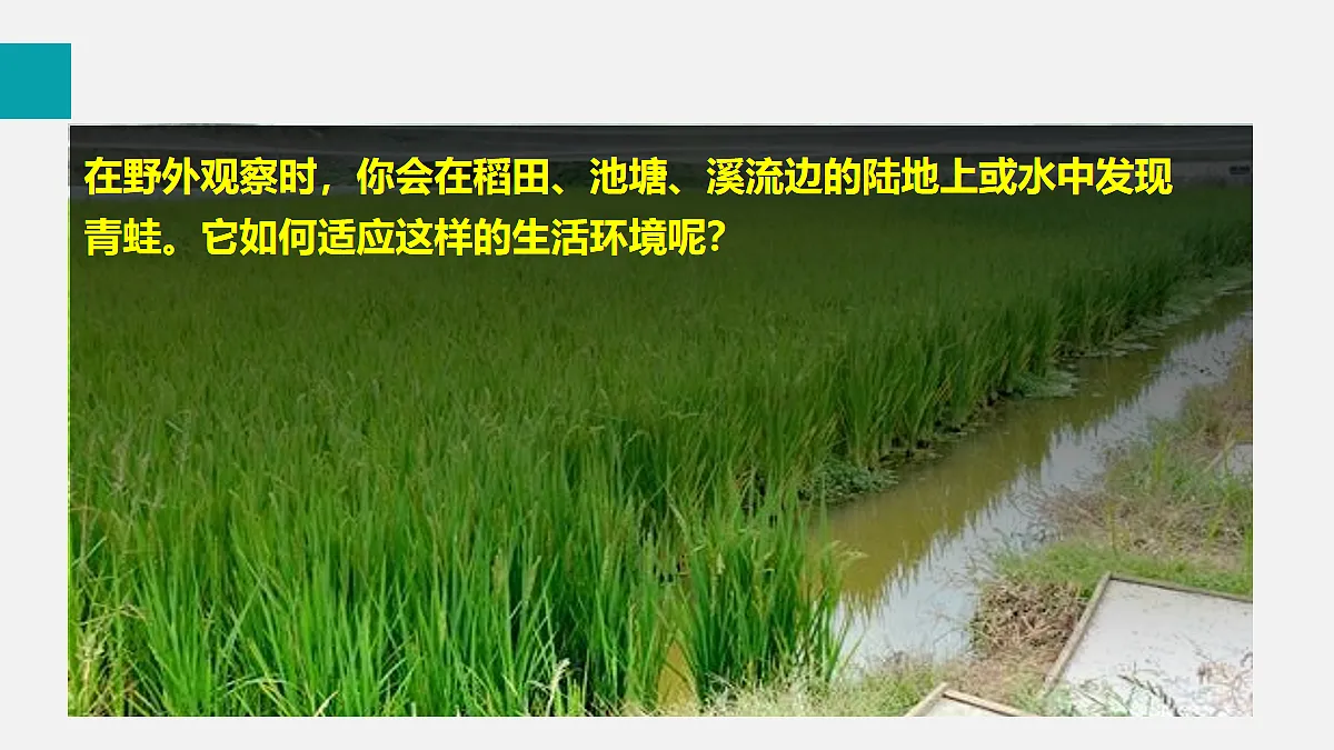 17255398第5页