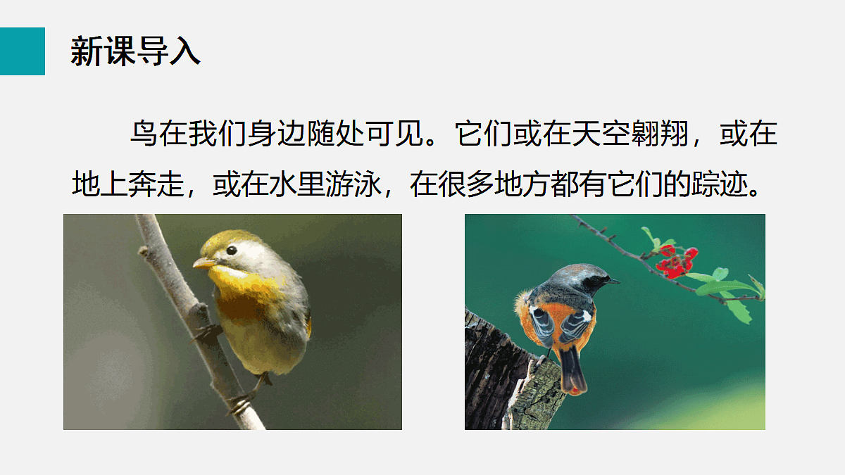 17255399第3页