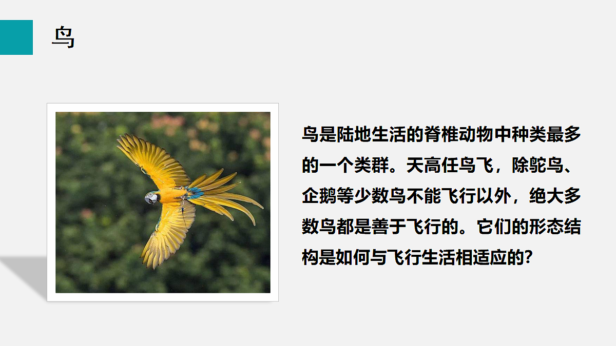 17255399第4页
