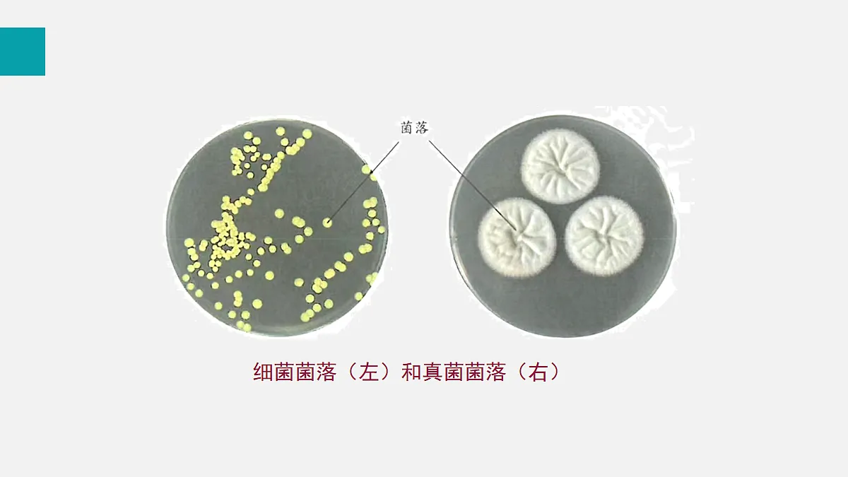 17255400第8页