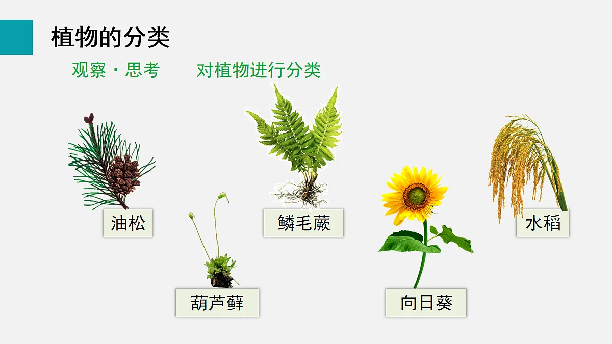 17255403第6页