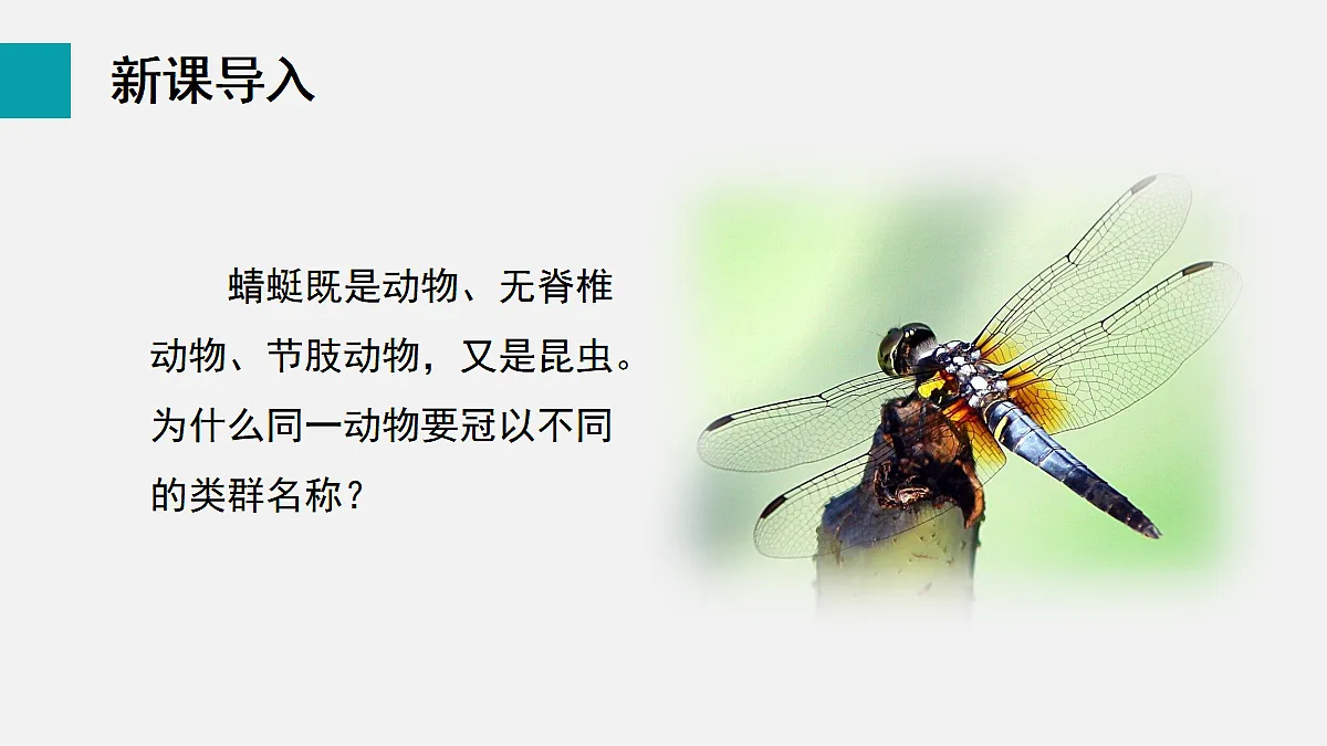 17255404第3页